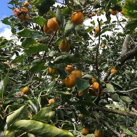 Casas Flores דירה